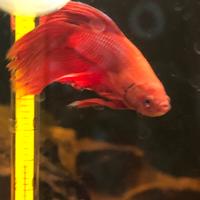 Betta (pesce combattente)