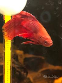 Betta (pesce combattente)