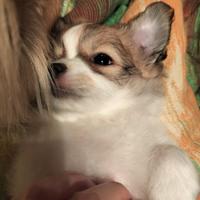 Chihuahua maschio pedigree