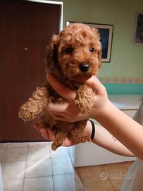 Cucciolo di barboncino nano