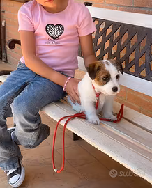 Jack Russell