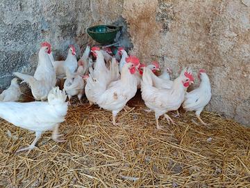 Pulcini,galline e galli