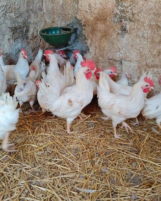 Pulcini,galline e galli