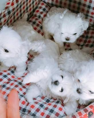 Maltese mini toy maschio ultimo