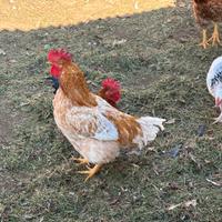 Pollo ruspante
