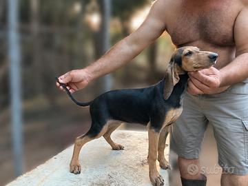 Cuccioli Segugio Italiano ENCI