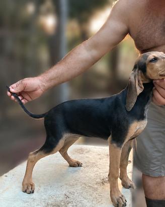 Cuccioli Segugio Italiano ENCI