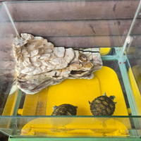 Tartarughe con tartarughiera