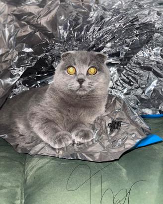 Gatto maschio scottiah fold per monta