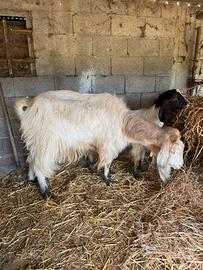 Caprone sardo maltese