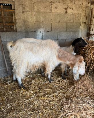 Caprone sardo maltese