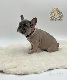 Incantevoli bulldog francese blue Fawn