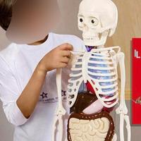 Scheletro Willy e il corpo umano -Modello Anatomic