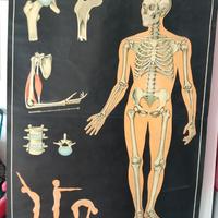 TAVOLA DIDATTICA ANNI 60 SCHELETRO