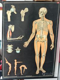 TAVOLA DIDATTICA ANNI 60 SCHELETRO