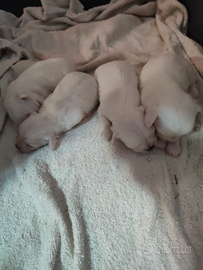 Cuccioli MALTESE