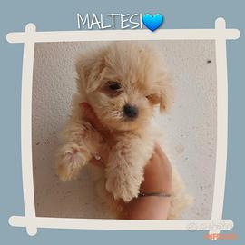 Maltesi
