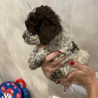 Cuccioli Lagotto romagnolo