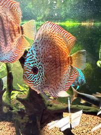 Pesci Discus