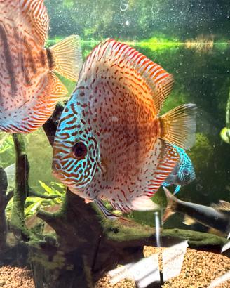 Pesci Discus