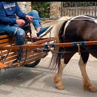 Carrozzino pony