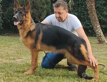 Cucciola pastore tedesco 7 mesi