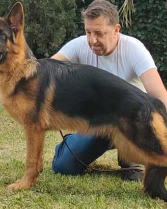 Cucciola pastore tedesco 7 mesi