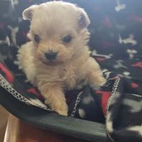 Cucciolata di maltipoo mini toy