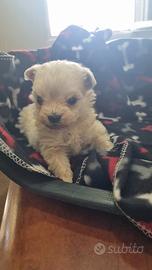 Cucciolata di maltipoo mini toy