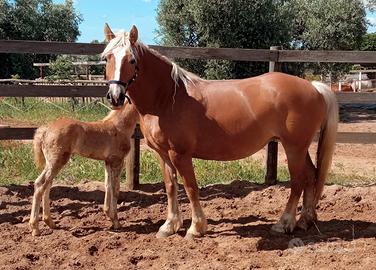 Cavalla Haflinger
