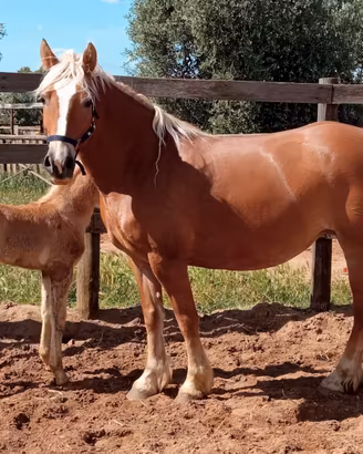 Cavalla Haflinger
