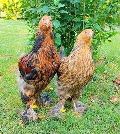 Brahma oro novelli - polli ornamentali
