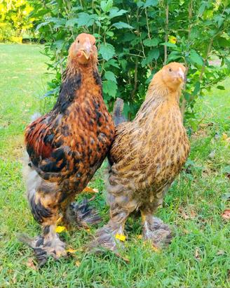 Brahma oro novelli - polli ornamentali