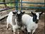 Immagine 1