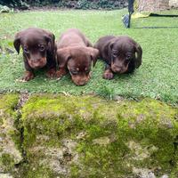 Maschietti di bassotto nano