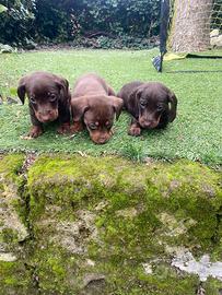 Maschietti di bassotto nano