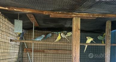 Parrocchetti dal collare