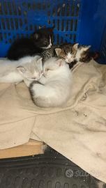 Piccoli cuccioli di gatto