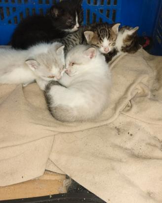 Piccoli cuccioli di gatto