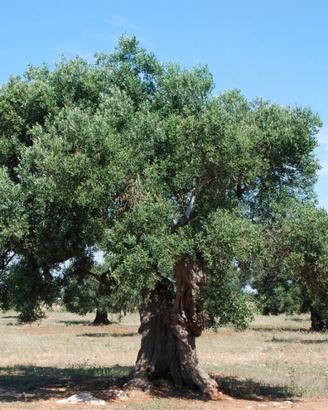 alberi ulivo