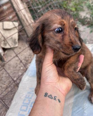 Cucciolo segugio maremmano