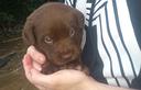 cuccioli-maschietti-di-labrador-cioccolato