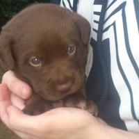 Cuccioli maschietti di Labrador Cioccolato