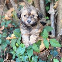 Bichon Havanaise (Havanesi) con pedigree ENCI