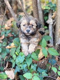 Bichon Havanaise (Havanesi) con pedigree ENCI