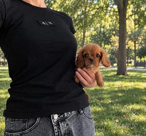 Cavalier King Charles Spaniel Ruby taglia piccola