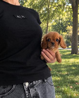 Cavalier King Charles Spaniel Ruby taglia piccola