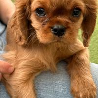 Cavalier King Charles Spaniel