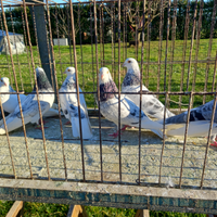 Colombi rotolatori di birmingam