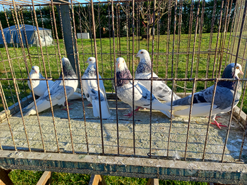 Colombi rotolatori di birmingam